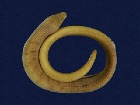 Formosan legless lizard Collection Image, Figure 4, Total 7 Figures